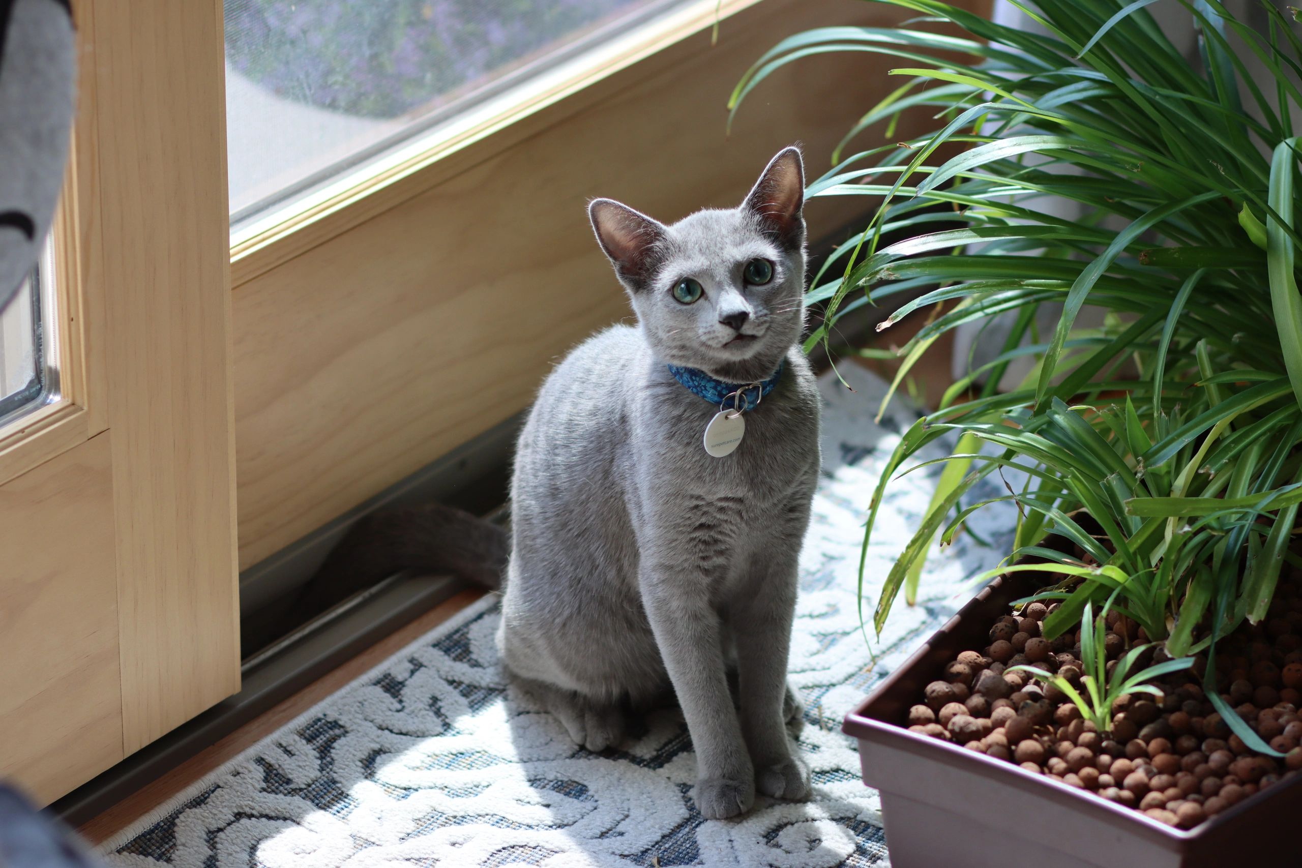 Toxic and Safe Plants for Cats: What Every Cat Owner Should Know