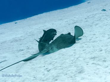 A stingray and a fish swimming underwater.