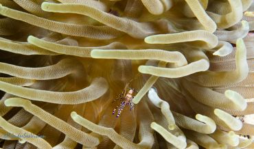Tiny shrimp among sea anemone tentacles.