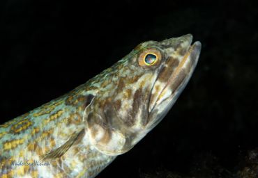 Close-up of a fish head with patterned scales.