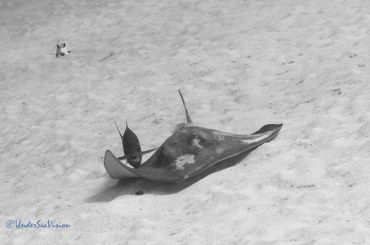 Stingray and fish on sandy ocean floor.