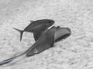 Fish and stingray on ocean floor.