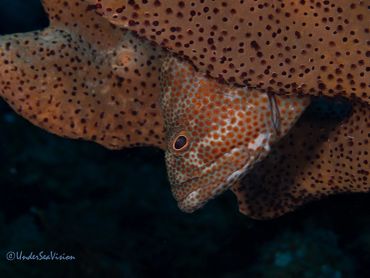 Spotted fish peeking from coral.