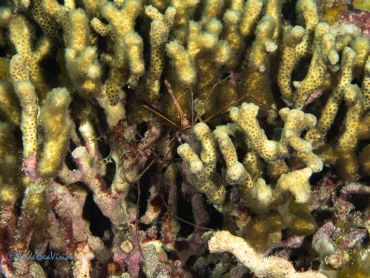 Spider crab camouflaged among coral branches.