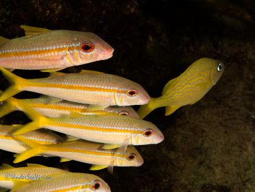 Group of yellow-striped fish swimming together.
