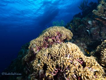 Underwater coral reef with clear blue water.