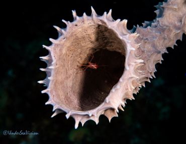 Underwater sponge with a small shrimp inside.
