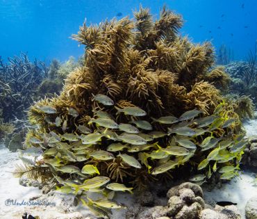 A school of fish swimming around coral underwater.