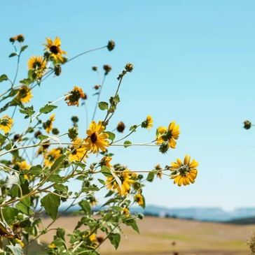 Yellow wildflowers bloom under a clear blue sky in an open field.