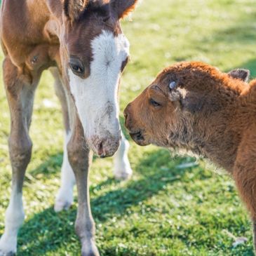 A foal and a calf gently touch noses in a sunny grassy field.