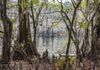 Caddo Lake