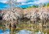 Caddo Lake