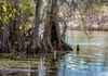 Caddo Lake