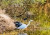 Wildlife in Aransas National Wildlife Refuge