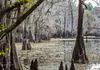 Caddo Lake