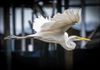 Egret at Lake Livingston