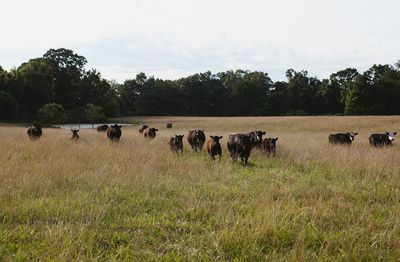 Cows walking through tall grass in a meadow.