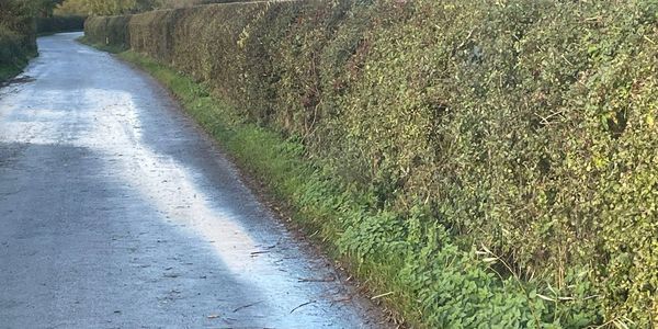 hedge work on a local road