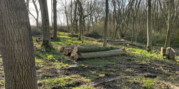 firewood logs on the forest floor
