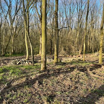 local forestry services