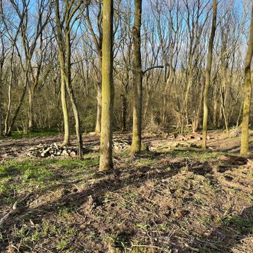 trees in a local forest