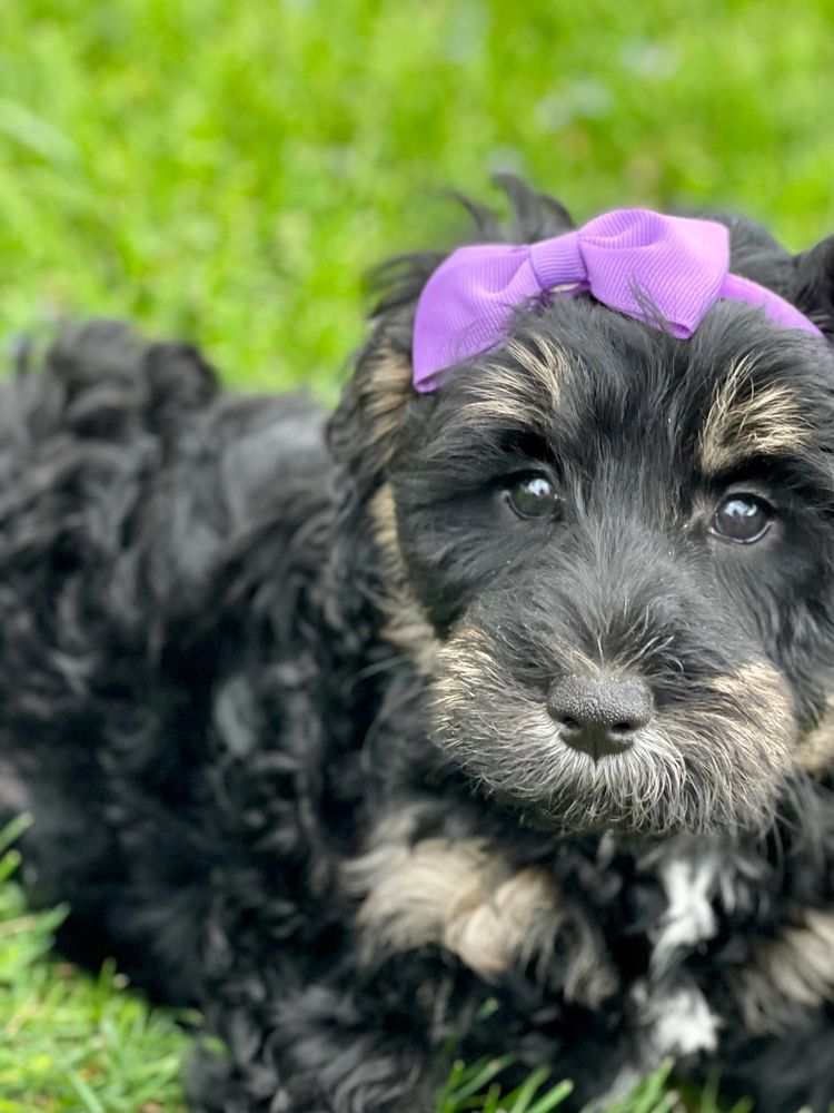 Willow