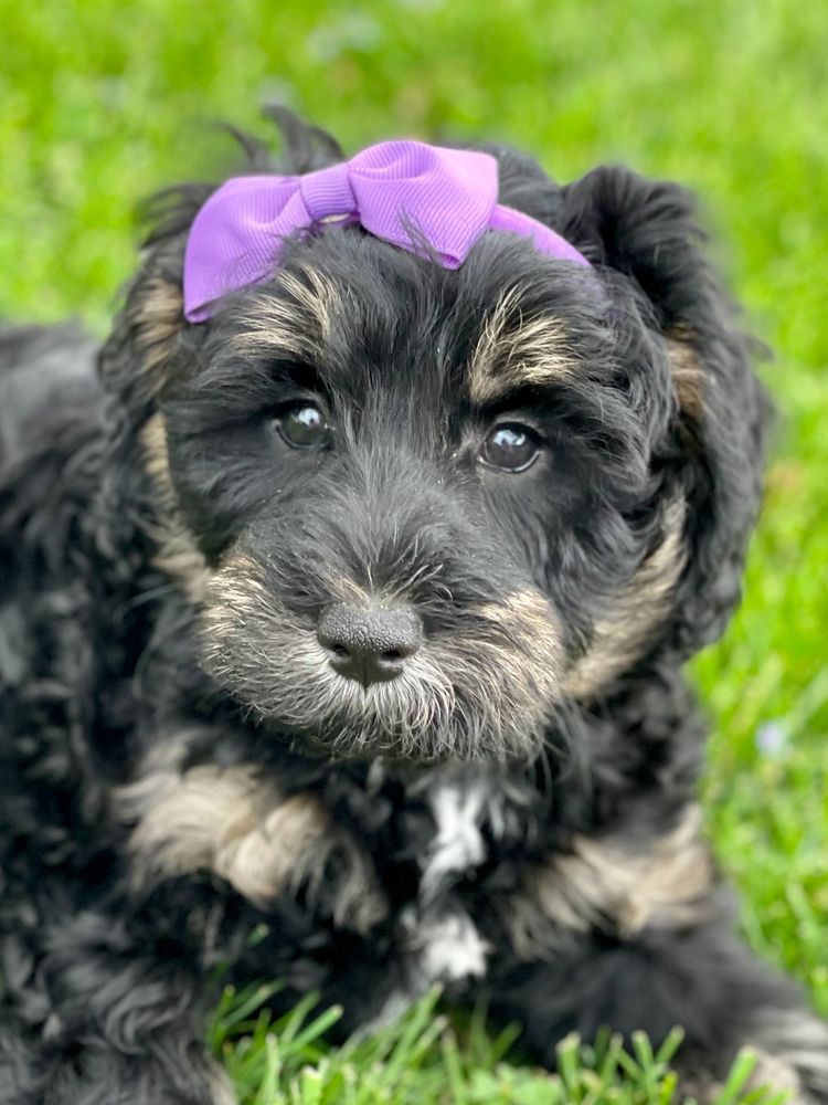 Willow