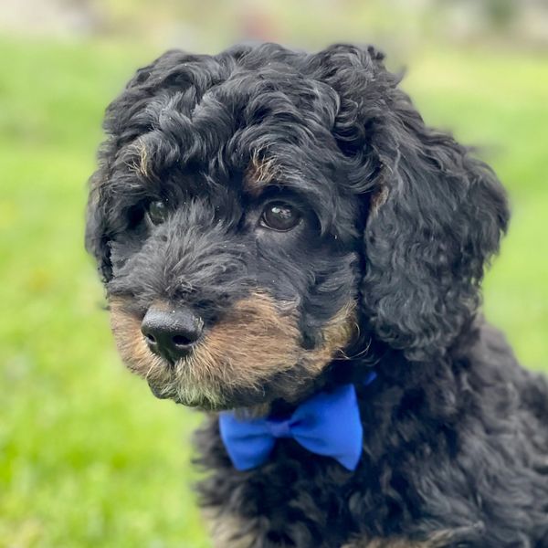 Cooper