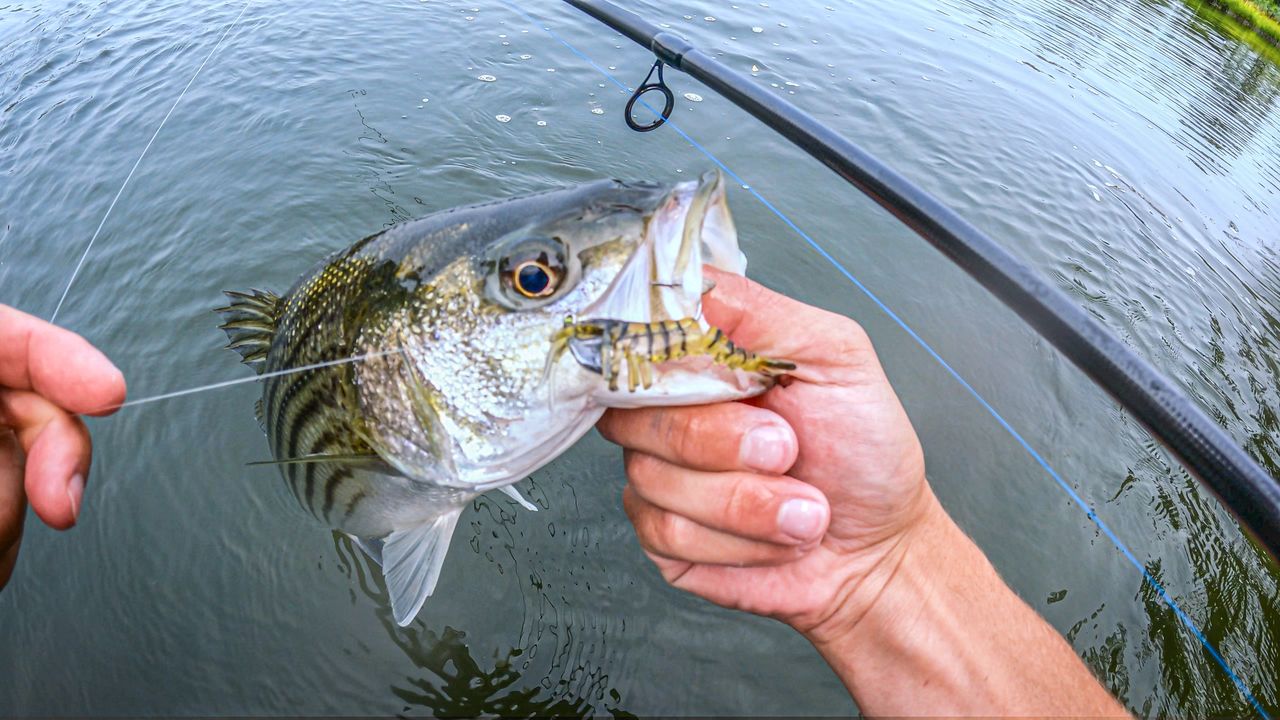 bass fishing with shrimp lures Pre-Rigged Soft | BKK Hook | Easy Catch | Tear-Resistant TPE | & Crayfish Swimbaits | Freshwater Saltwater Baits saltwater anglers should fish this lure with a long cast Fishing For Bass With Shrimp