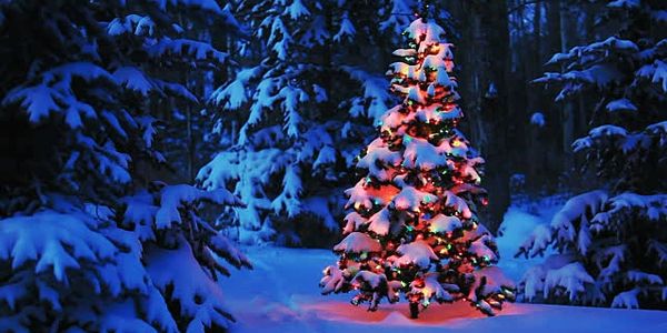 Snow-covered Christmas tree lit up in a snowy forest at night.