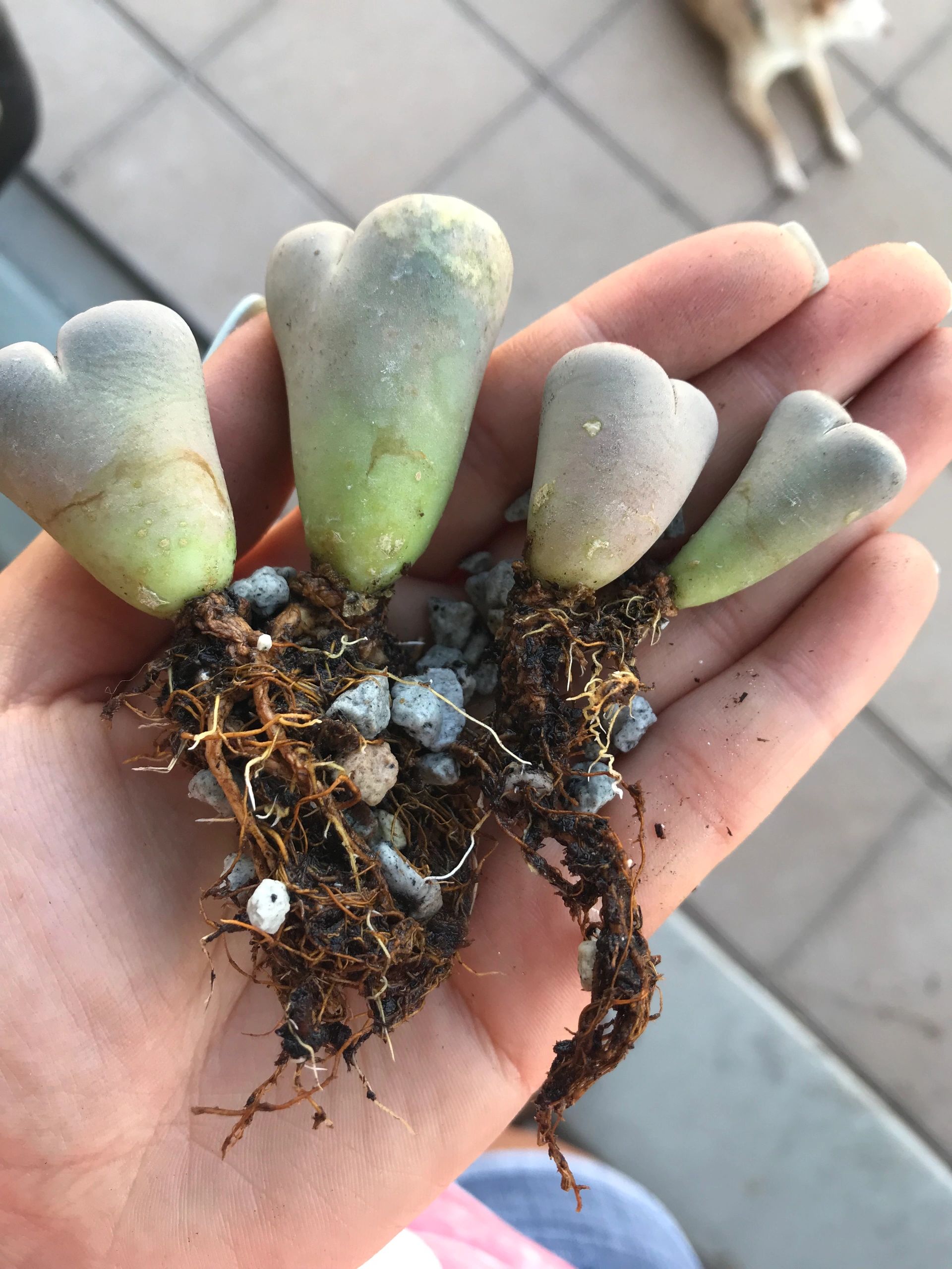 Water Therapy Trial with Lithops