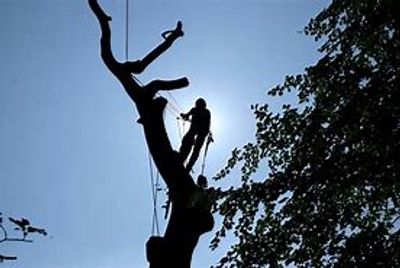cutting a tree in cardiff