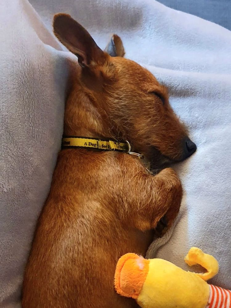 Sleeping brown dog wrapped in a blanket with a yellow toy.