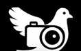 Fly Pigeon Productions 