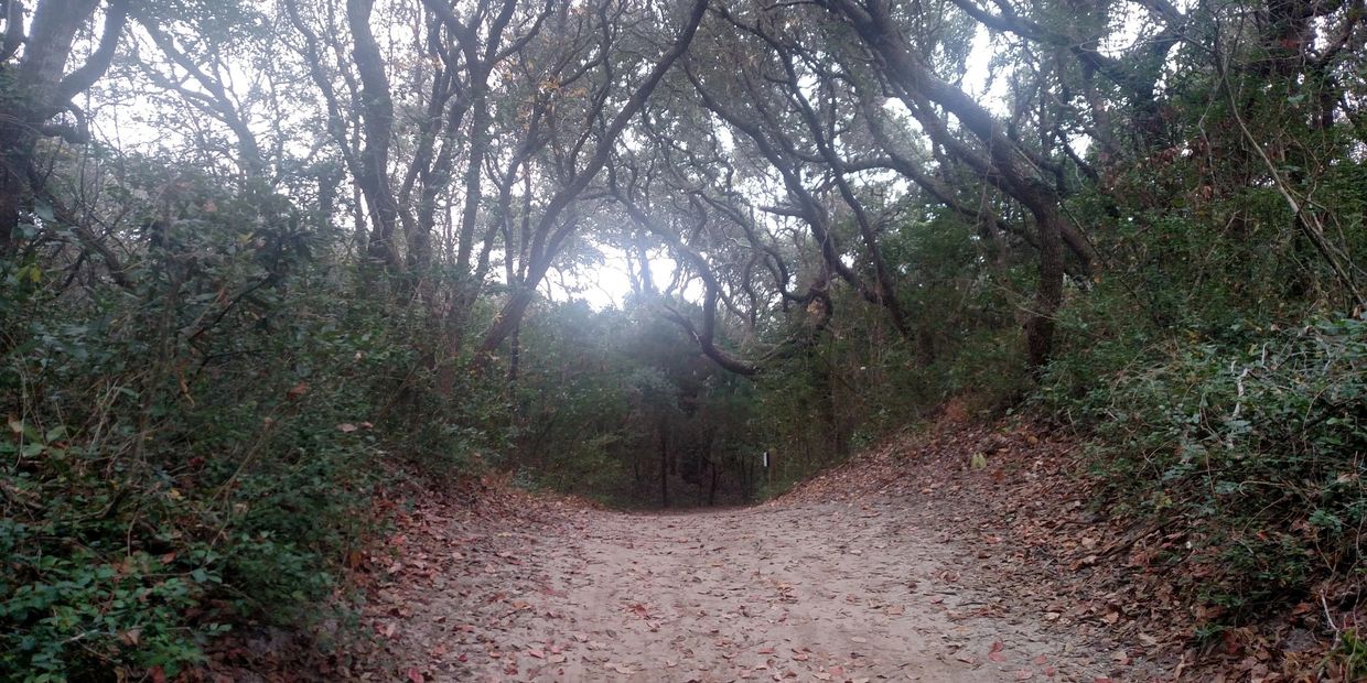 forest bathing walk through maritime forest