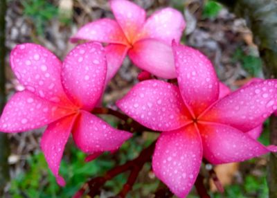 Bright pink flowers with water droplets.