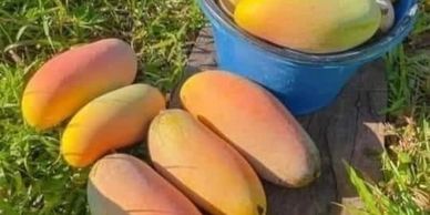Black Stone Mango: The Epitome of Sweetness and Exquisite Flavor