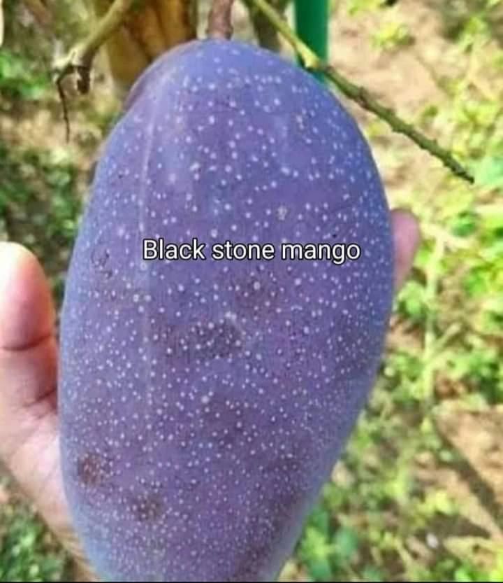 Black Stone Mango: The Epitome of Sweetness and Exquisite Flavor