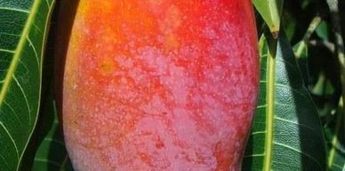 Black Stone Mango: The Epitome of Sweetness and Exquisite Flavor