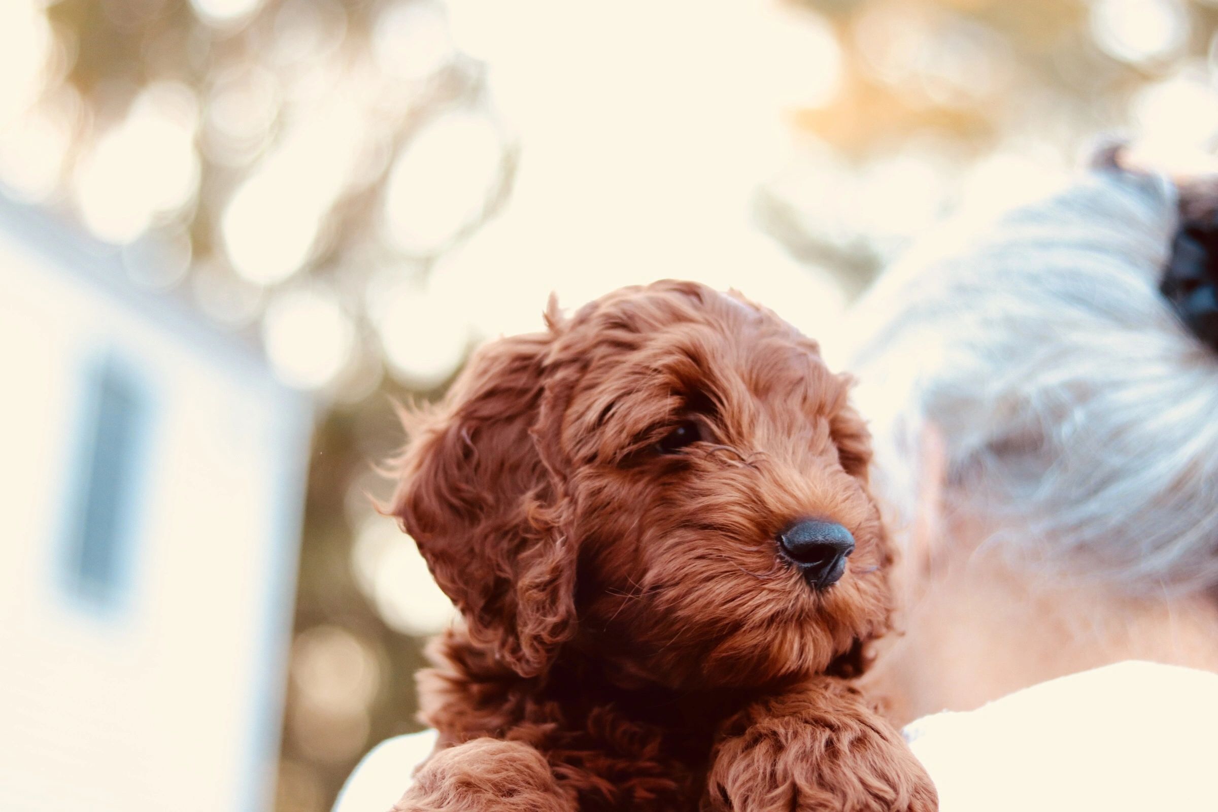 Mini Labradoodle
