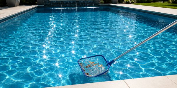 A pool skimmer net cleaning leaves from a sparkling blue swimming pool.
