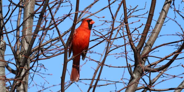 A picture, of a bird. 