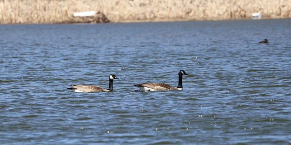 Some birds, presumably, in the water. 