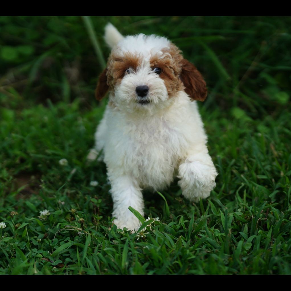 Fluffy white and brown puppy running through green grass.