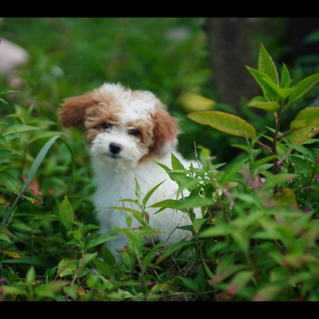 A small fluffy puppy with brown and white fur sits among green plants.
