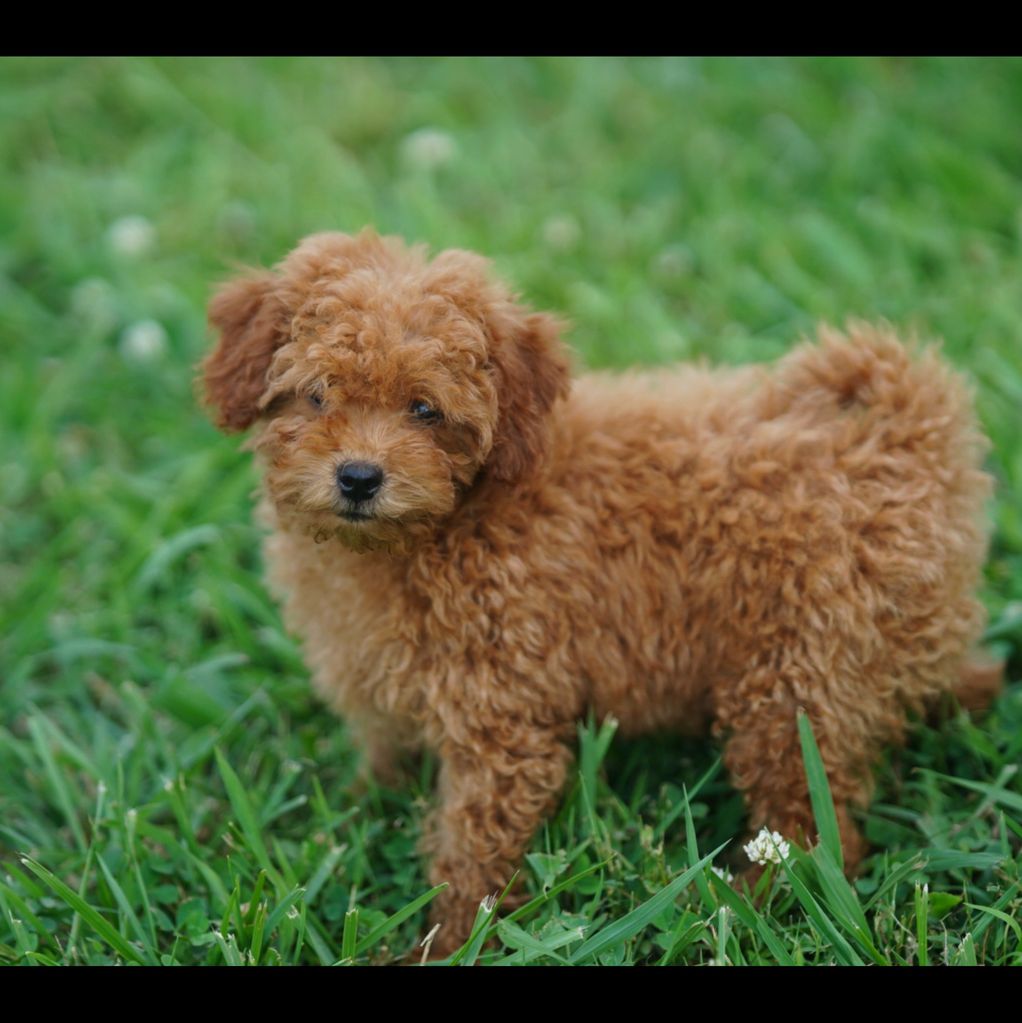 A fluffy brown puppy standing on green grass.