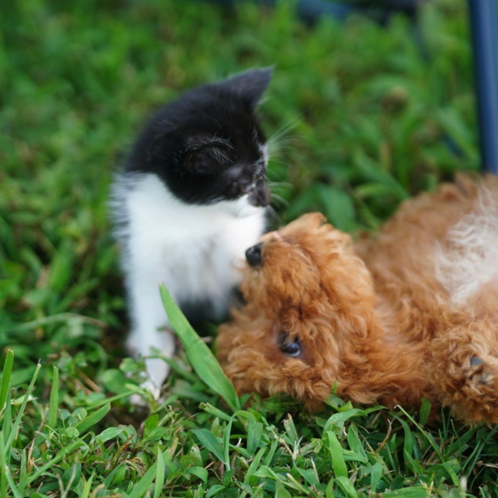 A black and white kitten and a brown puppy playing on grass.