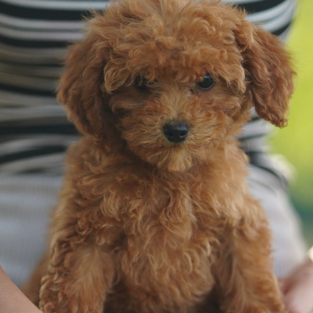 Close-up of an adorable curly-haired brown puppy with big eyes.