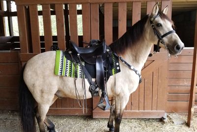 Paso Fino Horse - Cujo