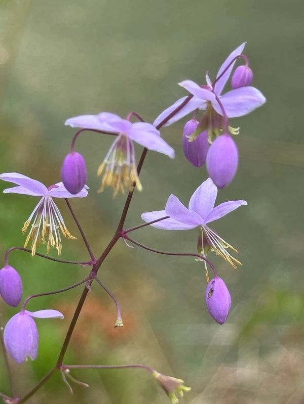 Chinese-meadow-rue with bell-shaped blooms in soft purple and white, thriving in garden photography.